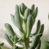 agave