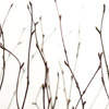 birch
