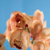 peach orchid