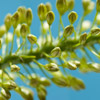 pods