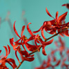 red orchid